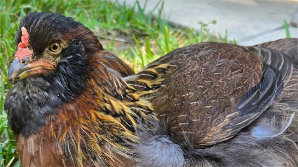 世界上最年长母鸡“珍珠”活力不减:14岁高龄仍然热爱生活1 世界上最年长母鸡“珍珠”活力不减:14岁高龄仍然热爱生活1