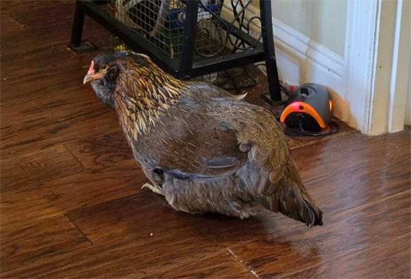 世界上最年长母鸡“珍珠”活力不减:14岁高龄仍然热爱生活2 世界上最年长母鸡“珍珠”活力不减:14岁高龄仍然热爱生活2