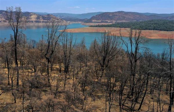 当高温和干旱对树木造成压力时，后果可能是悲惨的1