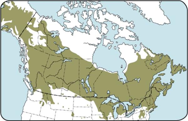 真实版寻宝！加拿大隐藏百万黄金等你拿，线索已公布2