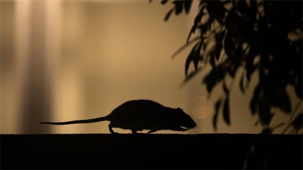 曝光：超过300起投诉文件揭示，温哥华80余所学校陷鼠患困扰1