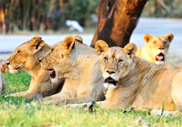 泰国野生动物园动物园管理员在游客面前被狮子咬死1 泰国野生动物园动物园管理员在游客面前被狮子咬死1