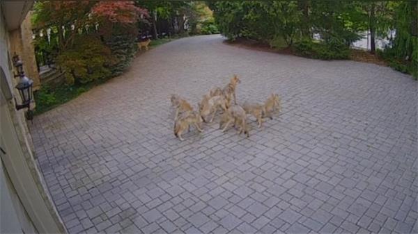 旺市郊狼数量飙升：是共存还是捕猎？居民和市政府吵翻了1
