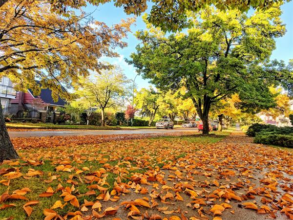 秋季天气预报：加拿大秋季潮湿多雨，气温将高于正常水平1