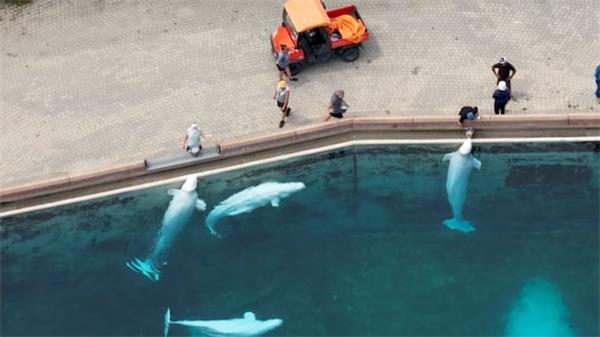 加拿大拒绝将白鲸出口中国，Marineland计划受挫1