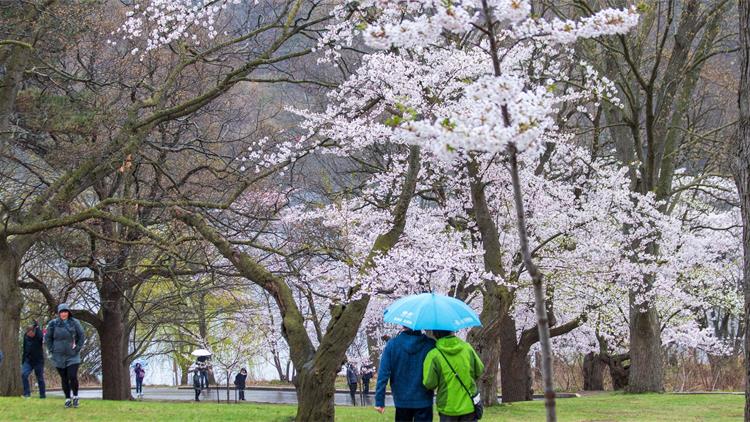 多伦多High Park樱花预计月底开放：最佳观赏时间或仅持续几天