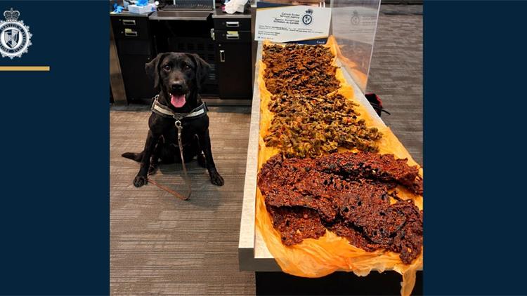 入境未申报肉类被查！海关缉查犬在多伦多机场查获40公斤牛肉和鸡肉
