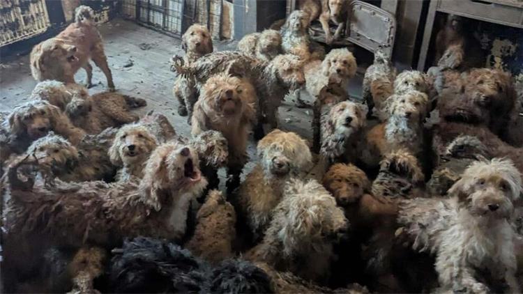 一户人家挤满250多只狗？英国动物救助现场照片引发震惊