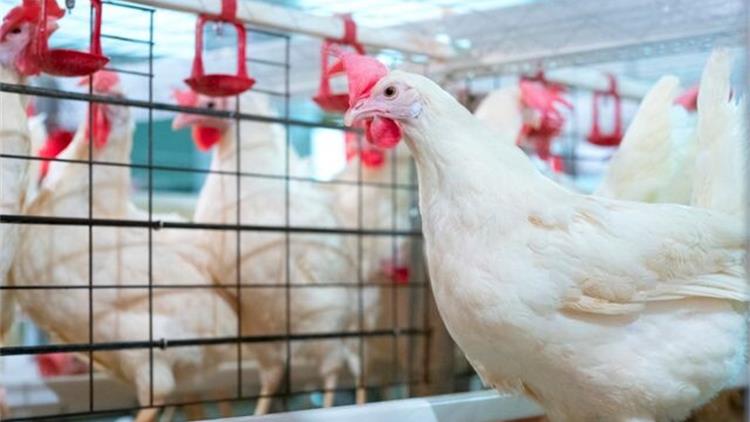 加拿大鸡蛋是如何生产出来的？养殖标准、母鸡饲养方式与食品安全一次说清